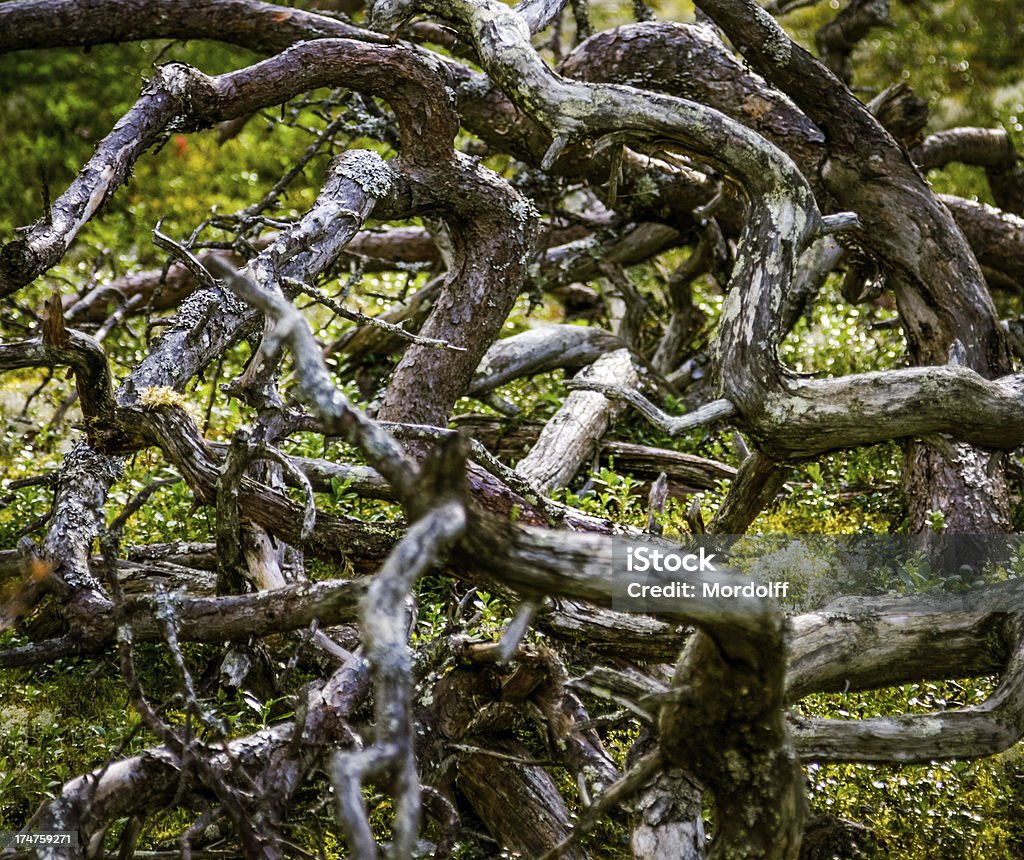 Racines d'un arbre - Photo de Antique libre de droits