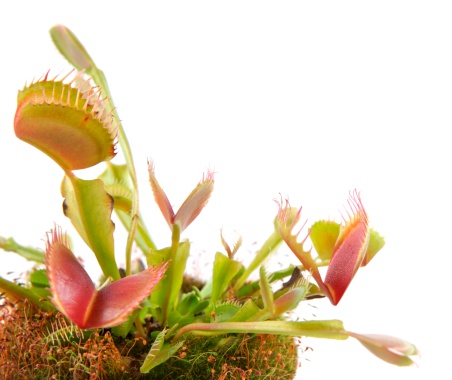Venus Flytrap (Dionaea) on a white background