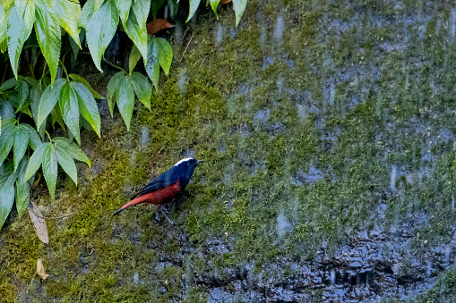 Chunky, brightly-colored redstart found along rushing boulder-strewn mountain streams. Black with a wine-red belly and tail and a blazing white cap; in poor lighting, appears all dark save for the cap. Sexes similar. Frequently flicks tail up and down and flares it open while perched on a streamside rock or stump. Call is a long, sharp whistle with an abrupt ending, with a far-carrying, ventriloquial quality.