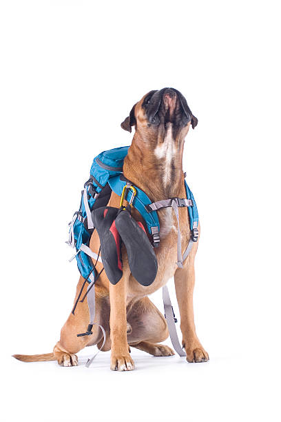 chien avec équipement d'alpinisme - dog education backpack boxer photos et images de collection