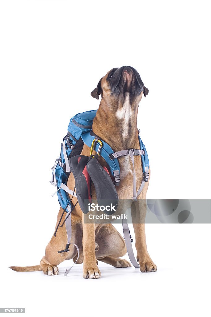 Собака с Снаряжение для скалолазания - Стоковые фото Альпинистское снаряжение роялти-фри