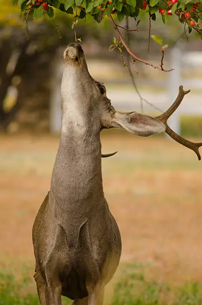 "A mature mule deer buck, Odocoileus hemionus, stretches his neck to reach a crabapple tree above his head."