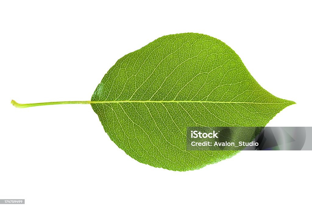 Hoja verde - Foto de stock de Álamo - Árbol libre de derechos