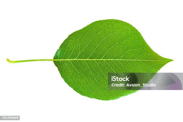 Foto de Verde Folhas e mais fotos de stock de Choupo - Choupo, Figura para recortar, Folha