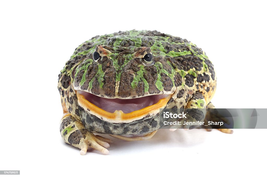 Pacman Frosch, isoliert auf weiss - Lizenzfrei Amphibie Stock-Foto