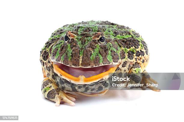 Photo libre de droit de Pacman Grenouille Isolé Sur Blanc banque d'images et plus d'images libres de droit de Amphibien - Amphibien, Animaux de compagnie, Beauté