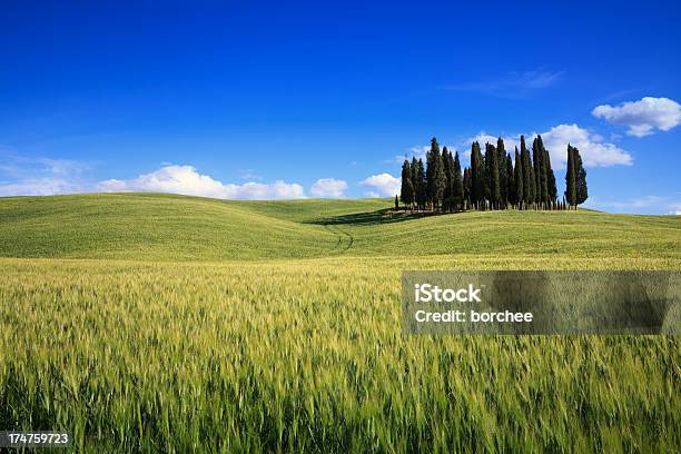 Cupressáceas Em Toscana - Fotografias de stock e mais imagens de Encosta - Encosta, Árvore, Agricultura