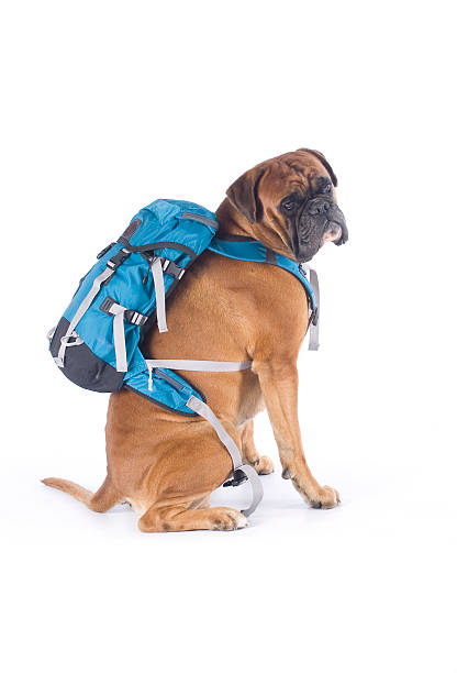 chien portant sac à dos - dog education backpack boxer photos et images de collection