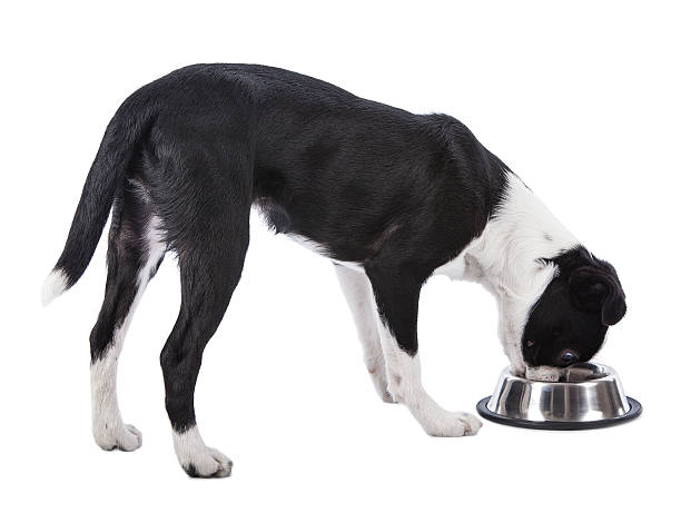 istock Boston Terrier Japanese Chin 174759971