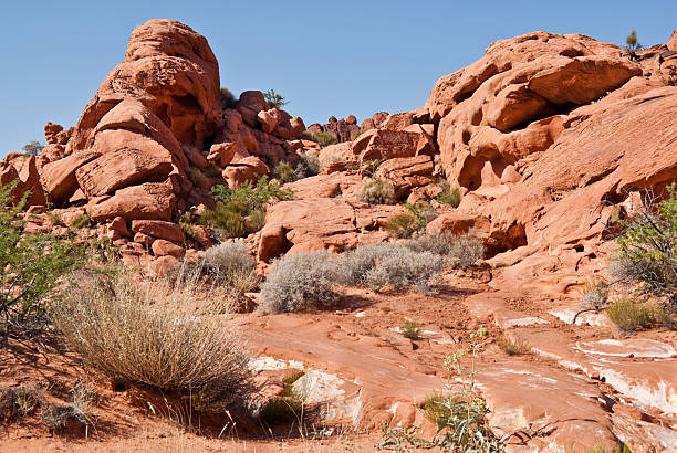 Rock Formations in Petroglyph Canyon Valley of Fire is Nevada’s oldest state park. The park gets its name from the red rock formations which appear to be on fire as the sun sets. These Aztec sandstone rocks were formed from sand dunes 150 million years ago. The region was further shaped by uplifting and faulting followed by extensive erosion. The Anasazi people visited this area from about 300 BC to 1150 AD. Scarcity of water would have prevented their living here but they probably hunted, gathered food and performed religious ceremonies. There are several sites where their petroglyphs can still be seen. In 1931, 8,760 acres of federal land was transferred to the state of Nevada. In 1933, the Civilian Conservation Corps (CCC) began developing the park which opened in 1934. The CCC continued working on the park into the early 1940’s and built campgrounds, trails, visitor cabins, ramadas and roads. In 1935, the Nevada State Legislature designated the area as Valley of Fire State Park. In 1968, the park was recognized as a National Natural Landmark. This scene of red rock formations was photographed at Petroglyph Canyon. Valley of Fire State Park is located 50 miles northeast of Las Vegas near Overton, Nevada, USA. jeff goulden valley of fire state park stock pictures, royalty-free photos & images