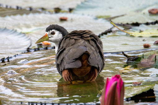 The white-breasted waterhen is a waterbird of the rail and crake family, Rallidae, that is widely distributed across South and Southeast Asia. They are dark slaty birds with a clean white face, breast and belly