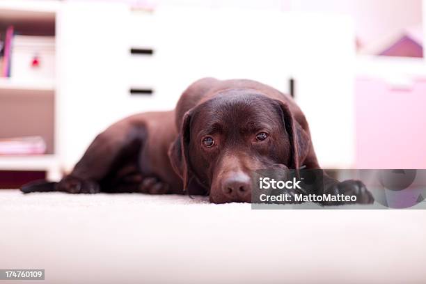 Foto de Brown Dog É Deitar No Chão e mais fotos de stock de Animais Machos - Animais Machos, Animal, Animal de estimação