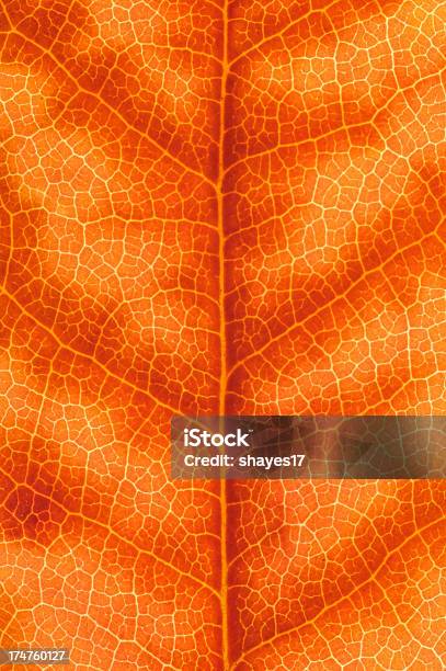 Orange Blatt Makro Stockfoto und mehr Bilder von Abstrakt - Abstrakt, Bildhintergrund, Bildschärfe