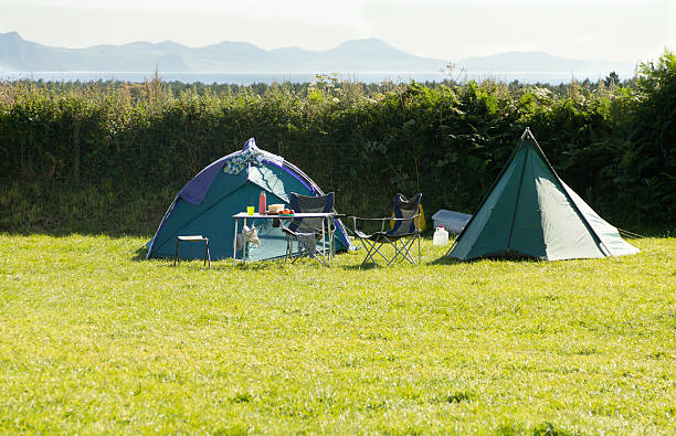 Norrkoping, Sweden - Jul 19, 2014: Early morning and a young couple outside their tent placed inside a cattle pasture. Heffers in background looking at them. Freedom to roam or right of public access.