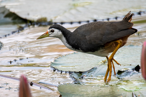 The white-breasted waterhen is a waterbird of the rail and crake family, Rallidae, that is widely distributed across South and Southeast Asia. They are dark slaty birds with a clean white face, breast and belly