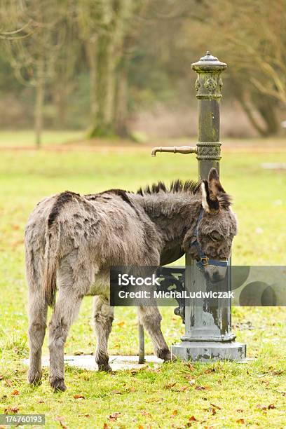 Osioł - zdjęcia stockowe i więcej obrazów Depresja - Smutek - Depresja - Smutek, Fotografika, Gospodarstwo