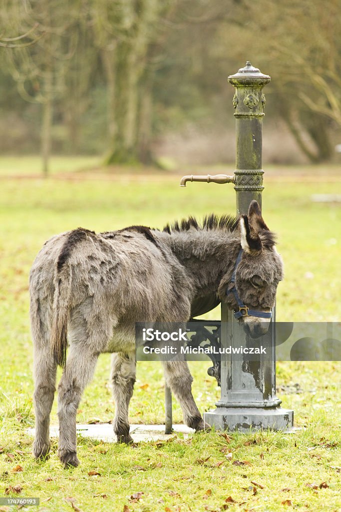 Burro - Royalty-free Animal Foto de stock