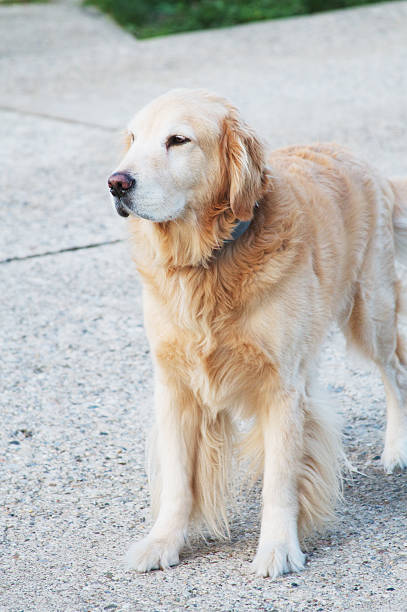 istock Golden Retriever Dog 174760234