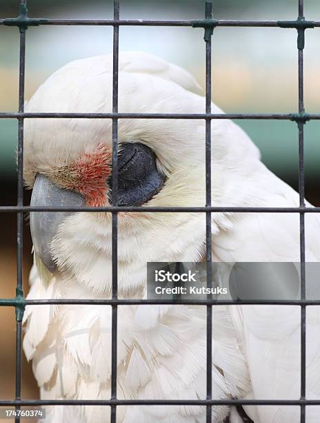 A Millones Foto de stock y más banco de imágenes de Acorralado - Acorralado, Animal, Animales en cautiverio