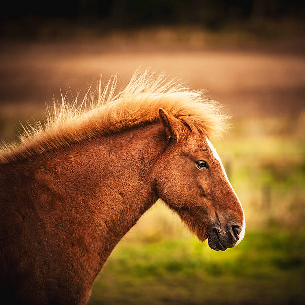 portrait of a beautiful horse with smart eyes, the brilliant horse mane splashing on the air, on the background is country landscape, field and mountains, Bulgaria