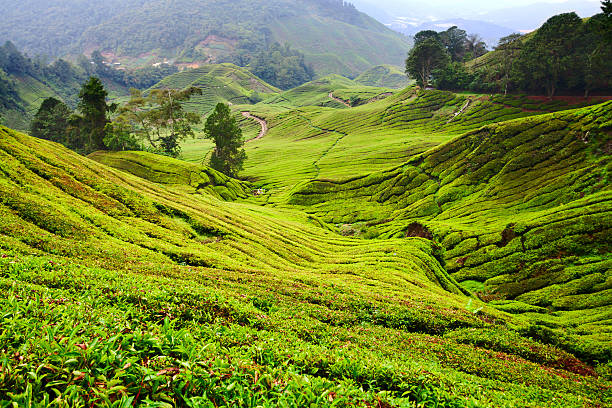 istock Tea around Gunung Brinchang 174760525