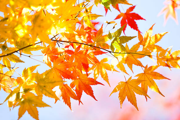 istock Colorful Autumn Leaves 174760542