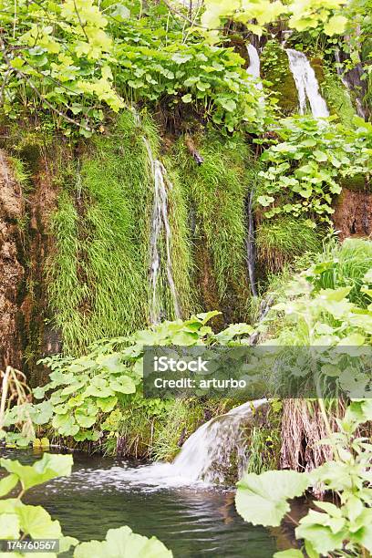 Versteckte Cascade Wald Stream Wasser Fährt Durch Bäume Nationalpark Plitvicer Kroatien Stockfoto und mehr Bilder von Blatt - Pflanzenbestandteile