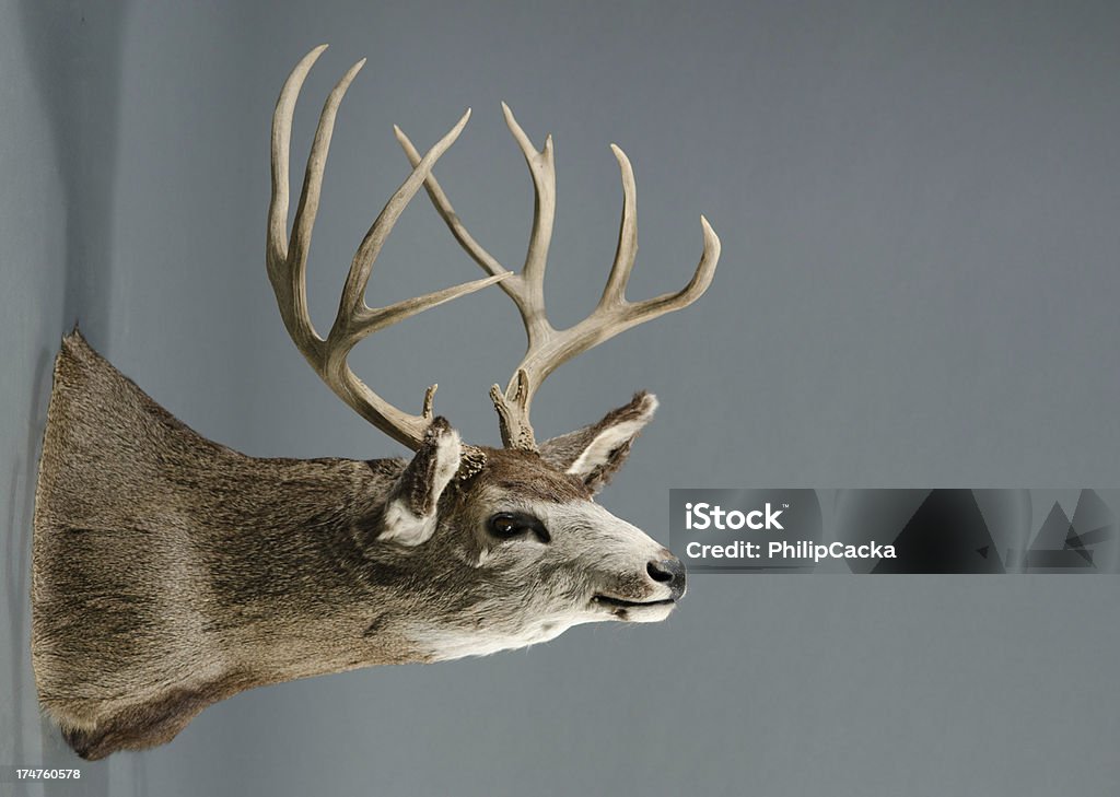 Trophée cerf avec grandes cornes - Photo de Cerf-mulet libre de droits