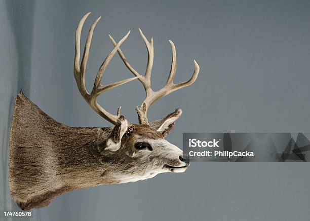 Photo libre de droit de Trophée Cerf Avec Grandes Cornes banque d'images et plus d'images libres de droit de Cerf-mulet - Cerf-mulet, Cornu, Famille du cerf