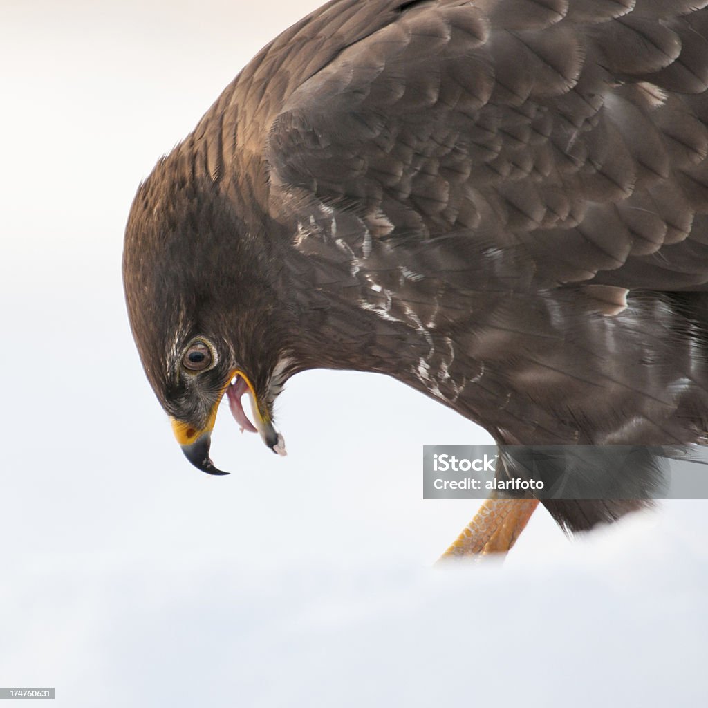 Portrait of Buzzard Portrait of Buzzard in the wild. Animal Mouth Stock Photo