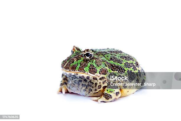 Pacman Rana Isolato Su Bianco - Fotografie stock e altre immagini di Anfibio - Anfibio, Animale, Animale da compagnia