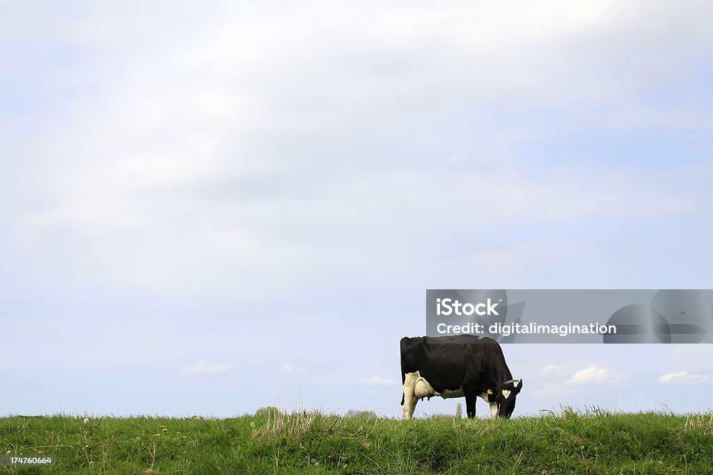 Корова в голландский Meadow - Стоковые фото Без людей роялти-фри