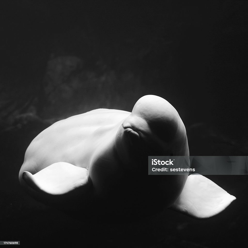 Beluga - Foto stock royalty-free di Beluga