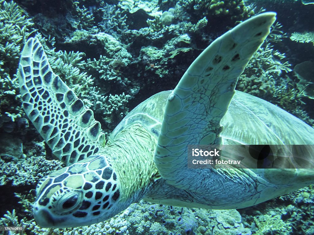 Żółwiowy na Sipadan coral reef, Borneo - Zbiór zdjęć royalty-free (Azja)
