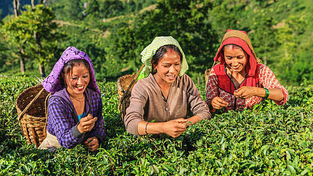 indian pickers depena folhas de chá de darjeeling, índia - tea crop tea leaves plantation farmer imagens e fotografias de stock