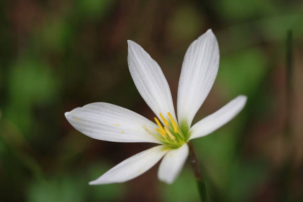 istock Close-up White Rain Lily Flower 1747611914