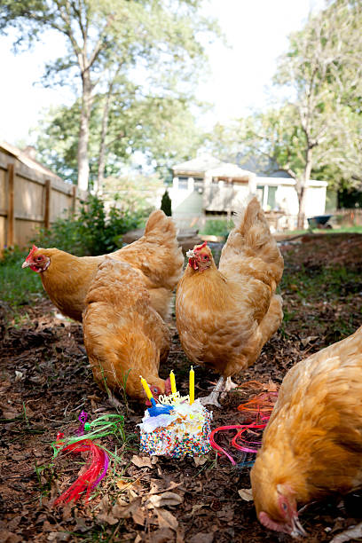 Happy Birthday Chickens stock photo