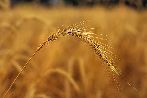 erba - manitoba prairie landscape canada foto e immagini stock