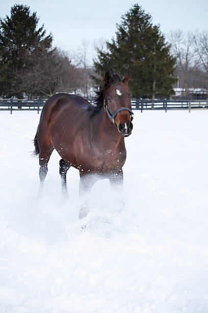 istock Snow goes flying from horse running. 174761502