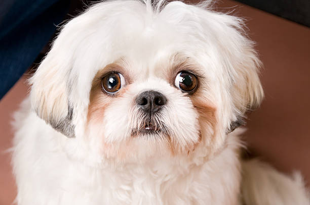 blanco shih tzu perro feliz - pampered pets shitzu beauty beautiful fotografías e imágenes de stock