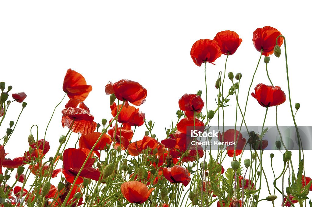 Poppys, isoliert auf weiss - Lizenzfrei Mohn - Pflanze Stock-Foto