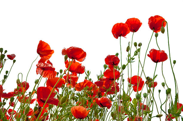 poppys isolada no branco - poppy bud - fotografias e filmes do acervo