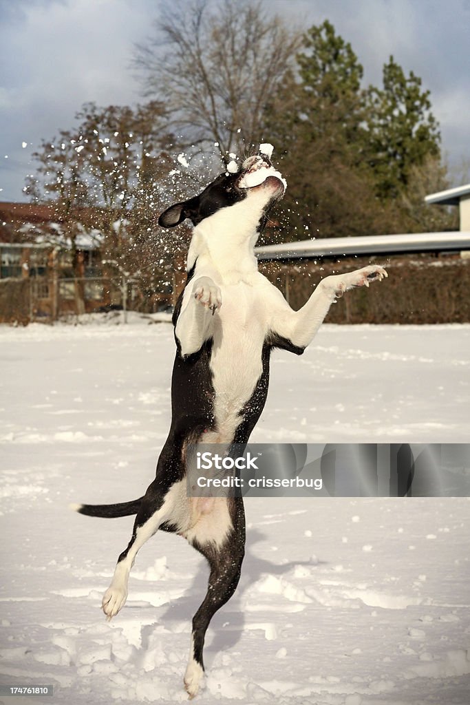 Hund fangen ein Schneeball-Intervalle - Lizenzfrei Fangen Stock-Foto