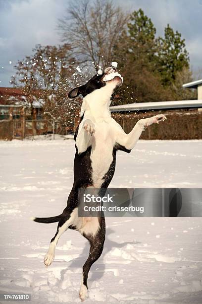 Hund Fangen Ein Schneeballintervalle Stockfoto und mehr Bilder von Fangen - Fangen, Fitnesstraining, Fotografie