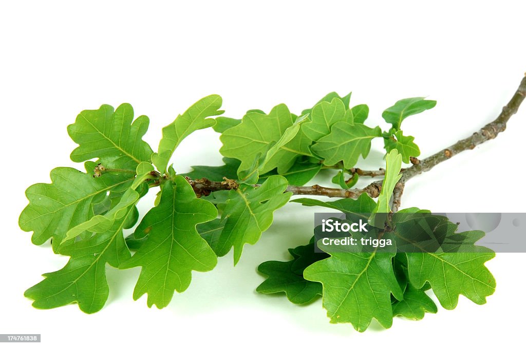 Oak hojas de - Foto de stock de Hoja de roble libre de derechos