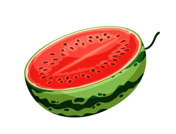 Vector illustration of Watermelon watercolor drawing vector