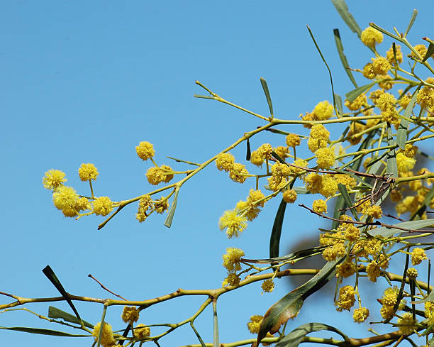 австралийский wattle цветы - australian culture flower indigenous culture plant стоковые фо�то и изображения