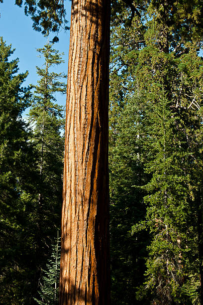 istock Sequoia Trunk in Forest California USA 174762128