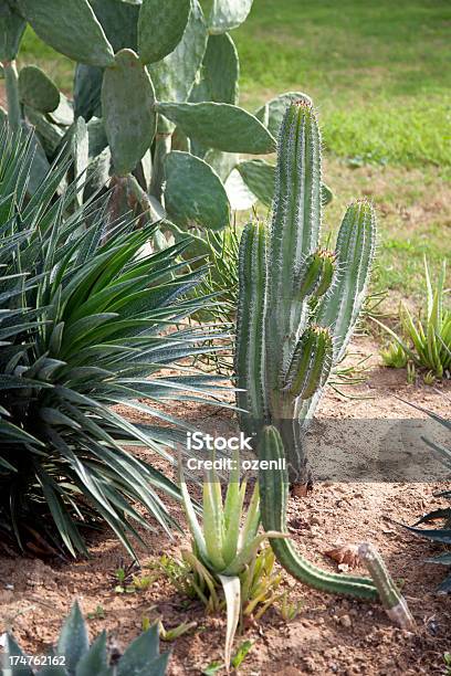 Wiele Odmian Kaktus W Ogród - zdjęcia stockowe i więcej obrazów Bez ludzi - Bez ludzi, Białe tło, Bliskie zbliżenie