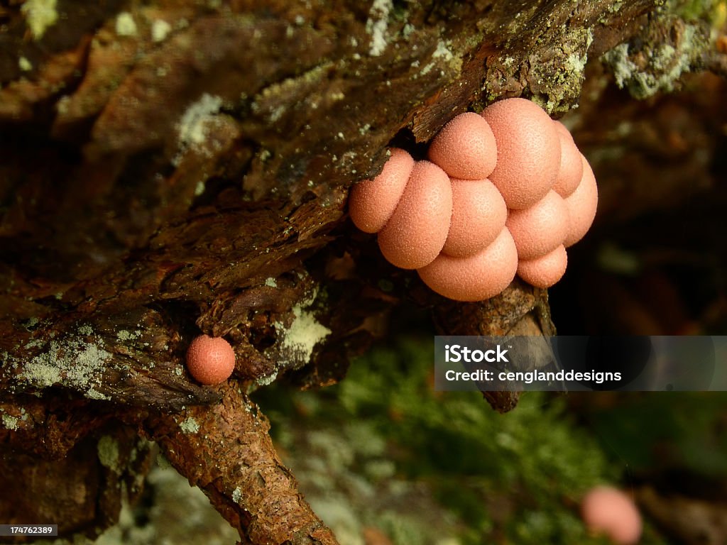 Nectria Cinnabarina - Стоковые фото Без людей роялти-фри